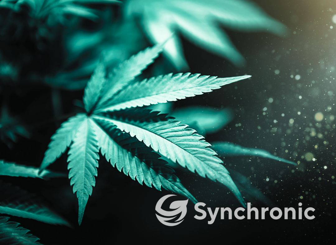 Synchronic Cannabis Marketing case study